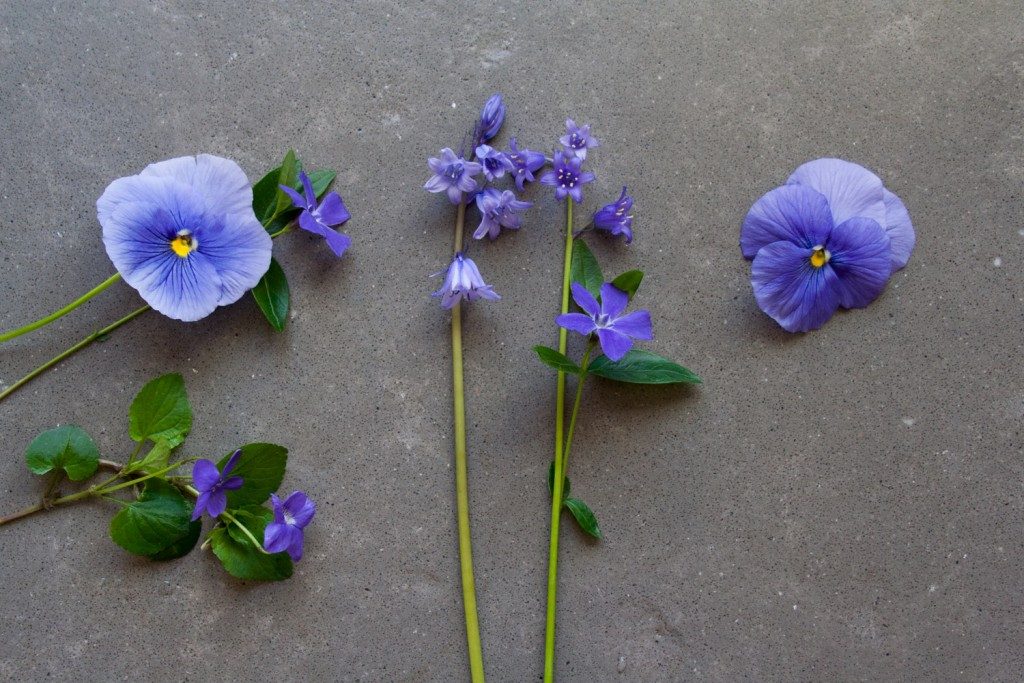 What's blooming in the garden in May: pansies, violas, bluebells, periwinkle - Cloverhome.nl