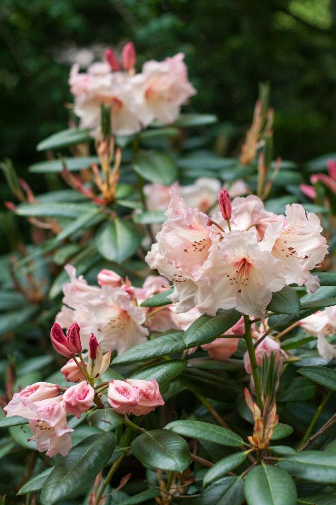 What's blooming in the garden in May: rhododendron - Cloverhome.nl
