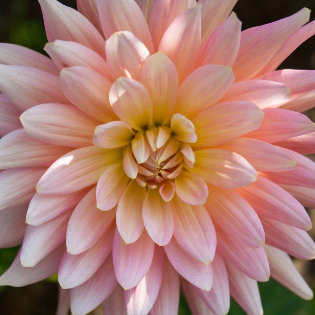 Planning a dahlia garden is fun. Consider shapes, sizes, colours and height to make your selection and get the best cut flowers: dahlia Bellelaine - Cloverhome.nl