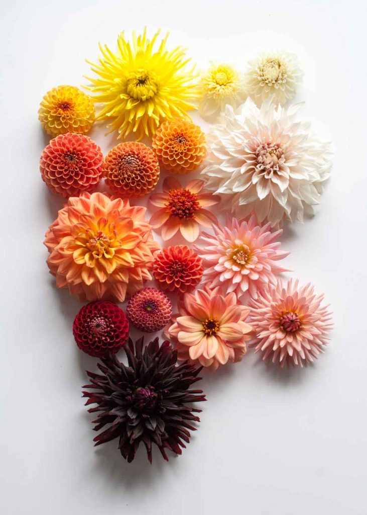 Planning a dahlia garden is fun. Consider shapes, sizes, colours and height to make your selection and get the best cut flowers - Cloverhome.nl