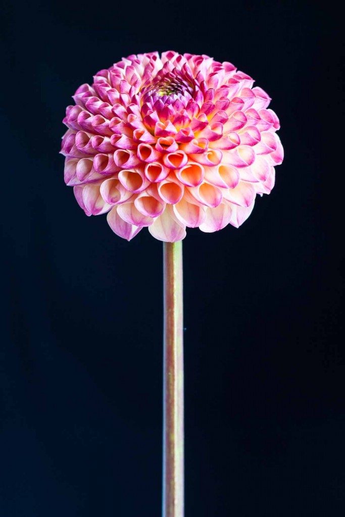Planning a dahlia garden is fun. Consider shapes, sizes, colours and height to make your selection and get the best cut flowers. Pompon dahlia Burlesca - Cloverhome.nl