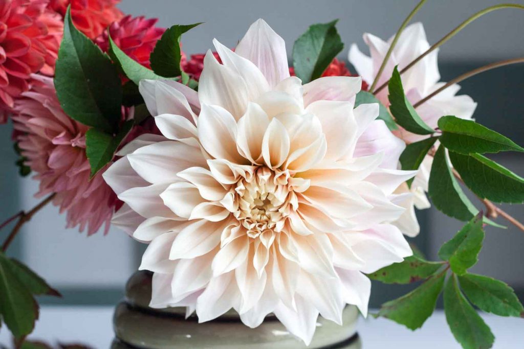Learn how to create a simple dahlia arrangement featuring the most popular dahlia of the moment, Café au Lait. Combine with smaller dahlias and vine.