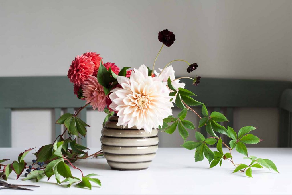Learn how to create a simple dahlia arrangement featuring the most popular dahlia of the moment, Café au Lait. Combine with smaller dahlias and vine.