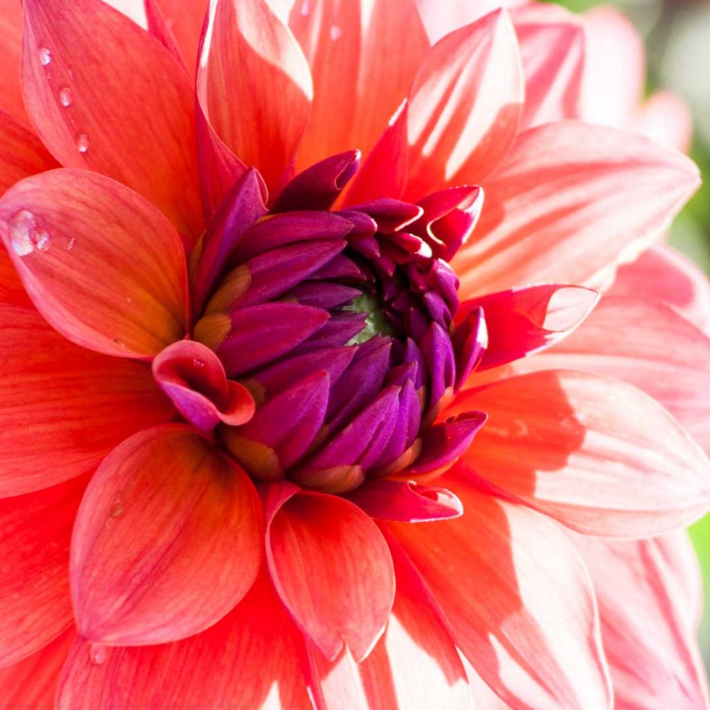 In this blog post I will take you to the dahlia show garden. 500 different dahlia varieties are on show. Find inspiration for your own garden.
