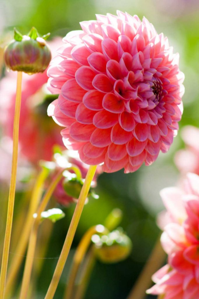 In this blog post I will take you to the dahlia show garden. 500 different dahlia varieties are on show. Find inspiration for your own garden.