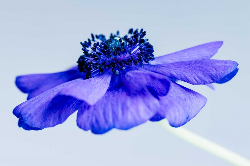 Photographing blue anemones - Cloverhome.nl