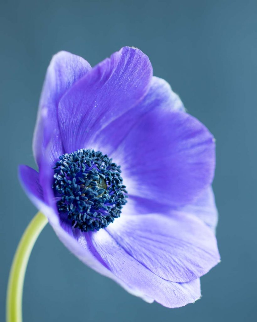 Photographing blue anemones - Cloverhome.nl