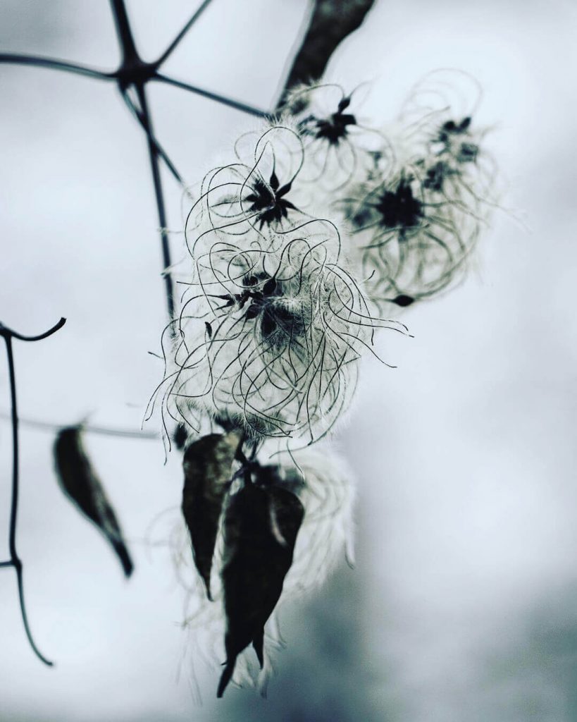 Clematis seed heads in winter. Every season has its own beauty - Cloverhome.nl