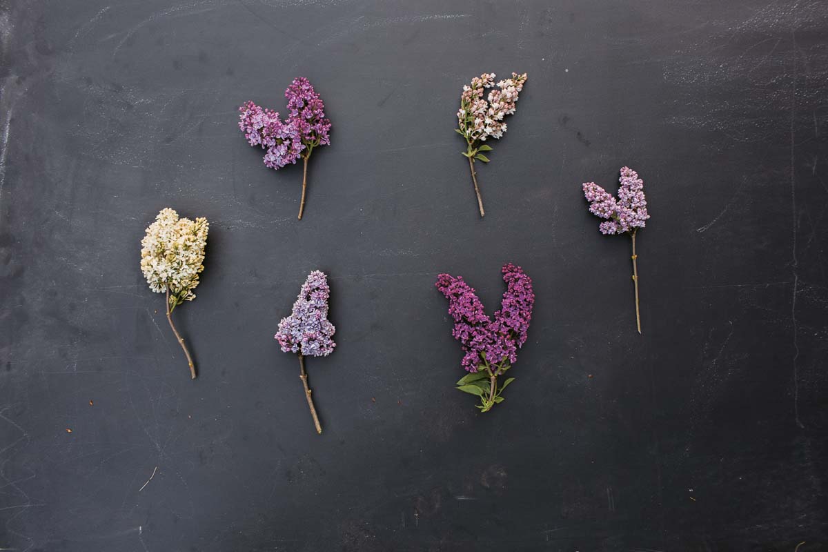 Book review: Cut Flower Garden: Grow, Harvest & Arrange Stunning Seasonal Blooms by Erin Benzakein - Cloverhome.nl