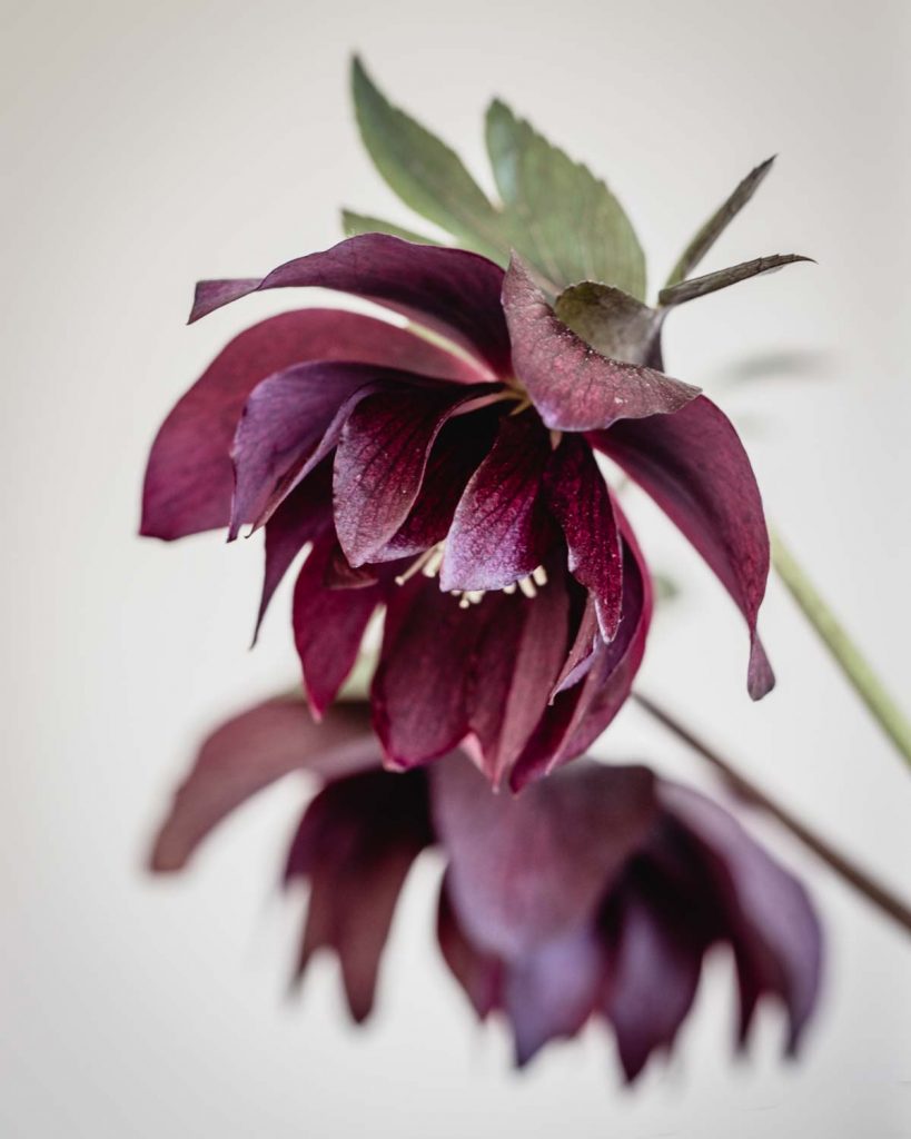 Heavenly hellebores: Helleborus 'Cerise', deep red-purple flowers on dark stems and dark green leaves - Cloverhome.nl