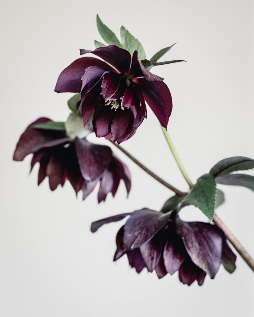 Heavenly hellebores: Helleborus 'Cerise', deep red-purple flowers on dark stems and dark green leaves - Cloverhome.nl