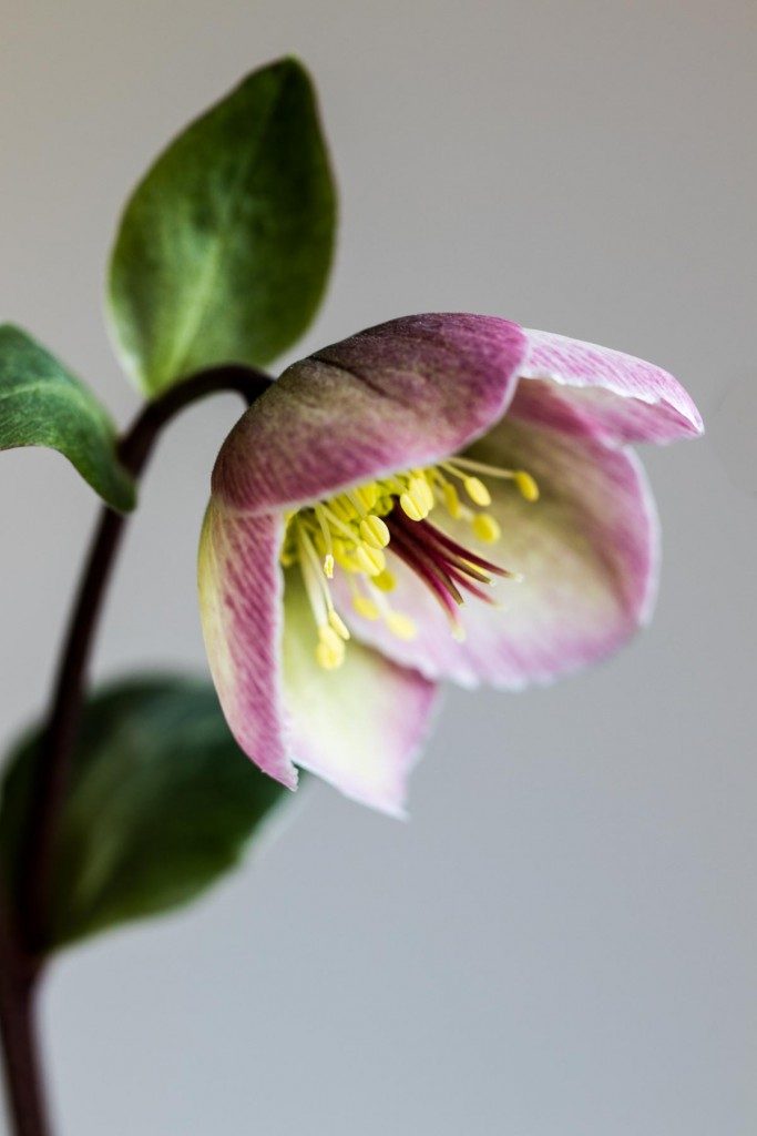 Heavenly hellebores: bi-colored flowers on dark stems and marbled foliage - Cloverhome.nl