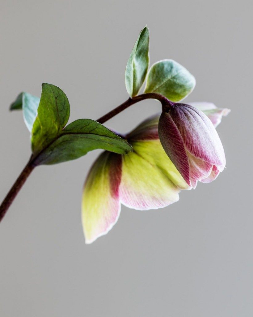 Heavenly hellebores: bi-colored flowers on dark stems and marbled foliage - Cloverhome.nl