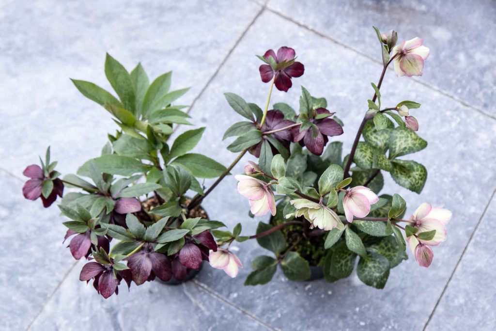Heavenly hellebores: new additions - Cloverhome.nl