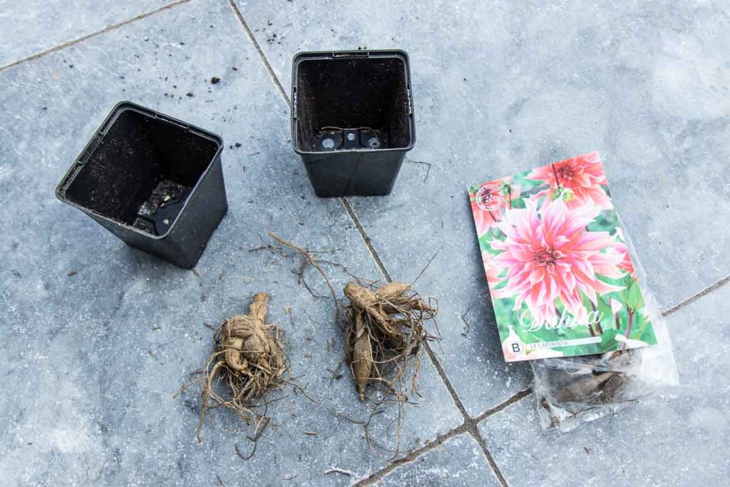 Find out when is the best time to plant dahlias and how to design your plot. With tips on potting up tubers and planting them out in the garden.