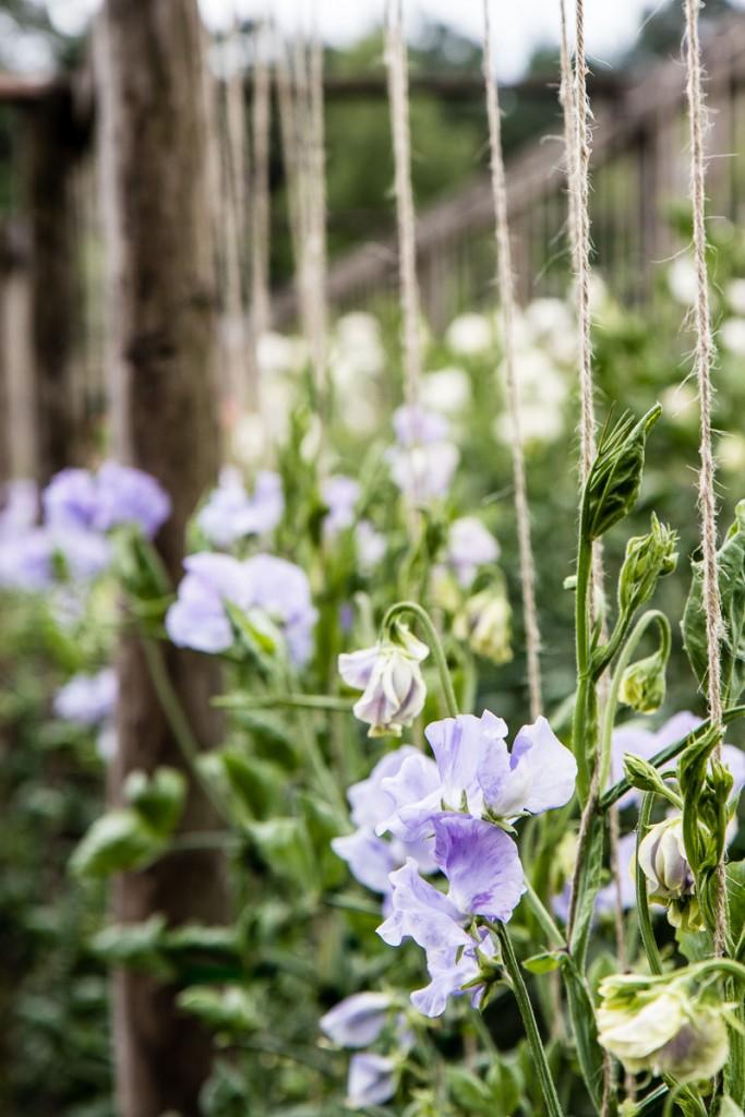 Sweet peas are nostalgic flowers and a cottage garden favourite. Take a look at the cutting garden onthis farm where you can pick your own sweet peas - Cloverhome.nl