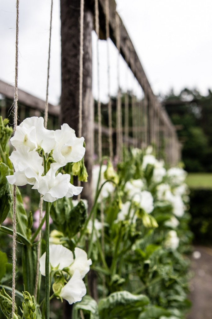 Sweet peas are nostalgic flowers and a cottage garden favourite. Take a look at the cutting garden onthis farm where you can pick your own sweet peas - Cloverhome.nl