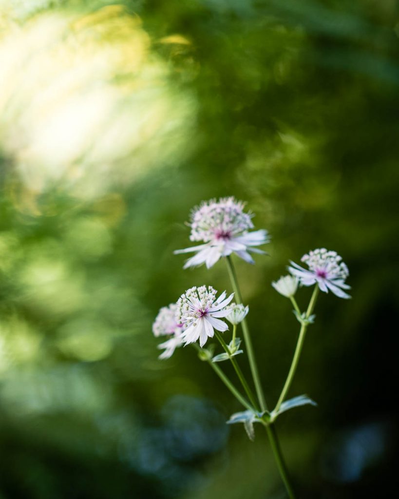 What's blooming in the garden June: delicate astrantias - Cloverhome.nl