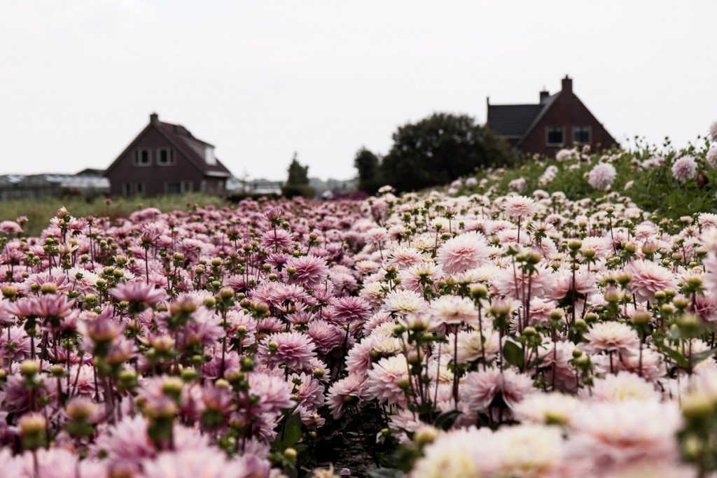 Visit a family flower farm growing dahlias. Learn more about the most popular dahlia varieties, growing dahlias and how to make them last longer in the vase - Cloverhome.nl