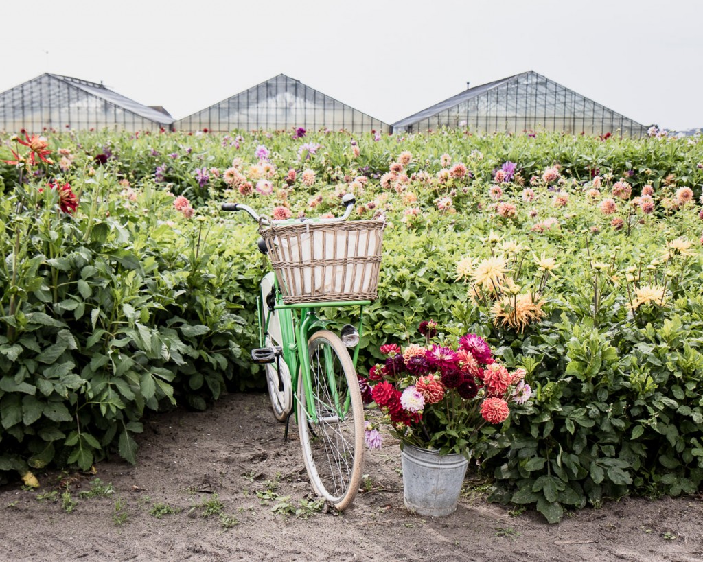 Visit a family flower farm growing dahlias. Learn more about the most popular dahlia varieties, growing dahlias and how to make them last longer in the vase - Cloverhome.nl