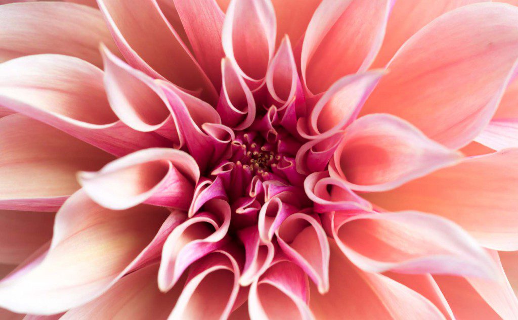 Flowering its heart out, dahlia Labyrinth is stealing the show. With beautiful peach-pink flowers on dark stems, this dahlia is a flower growers dream - Cloverhome.nl