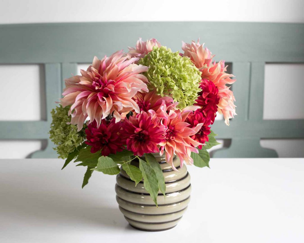 Flowering its heart out, dahlia Labyrinth is stealing the show. With beautiful peach-pink flowers on dark stems, this dahlia is a flower growers dream - Cloverhome.nl