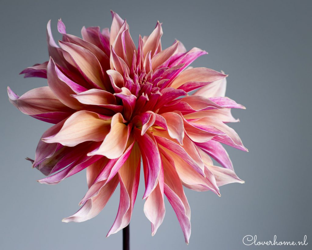 Dahlia garden review, trusted favourites: Labyrinth - Cloverhome.nl