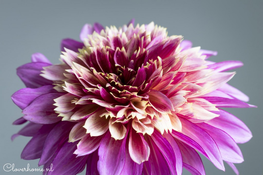 While waiting for the start of the dahlia season, I like to present a few new favourite dahlia varieties: Mambo - Cloverhome.nl