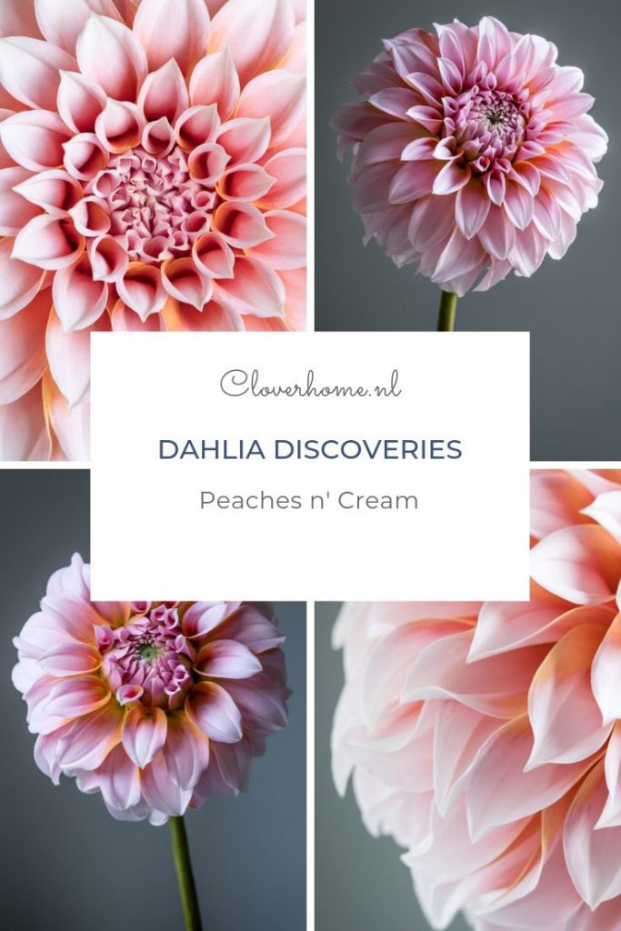 Dahlia Peaches n' Cream is one of the most productive, most beautiful and best cut flower varieties I am growing this year - Cloverhome.nl