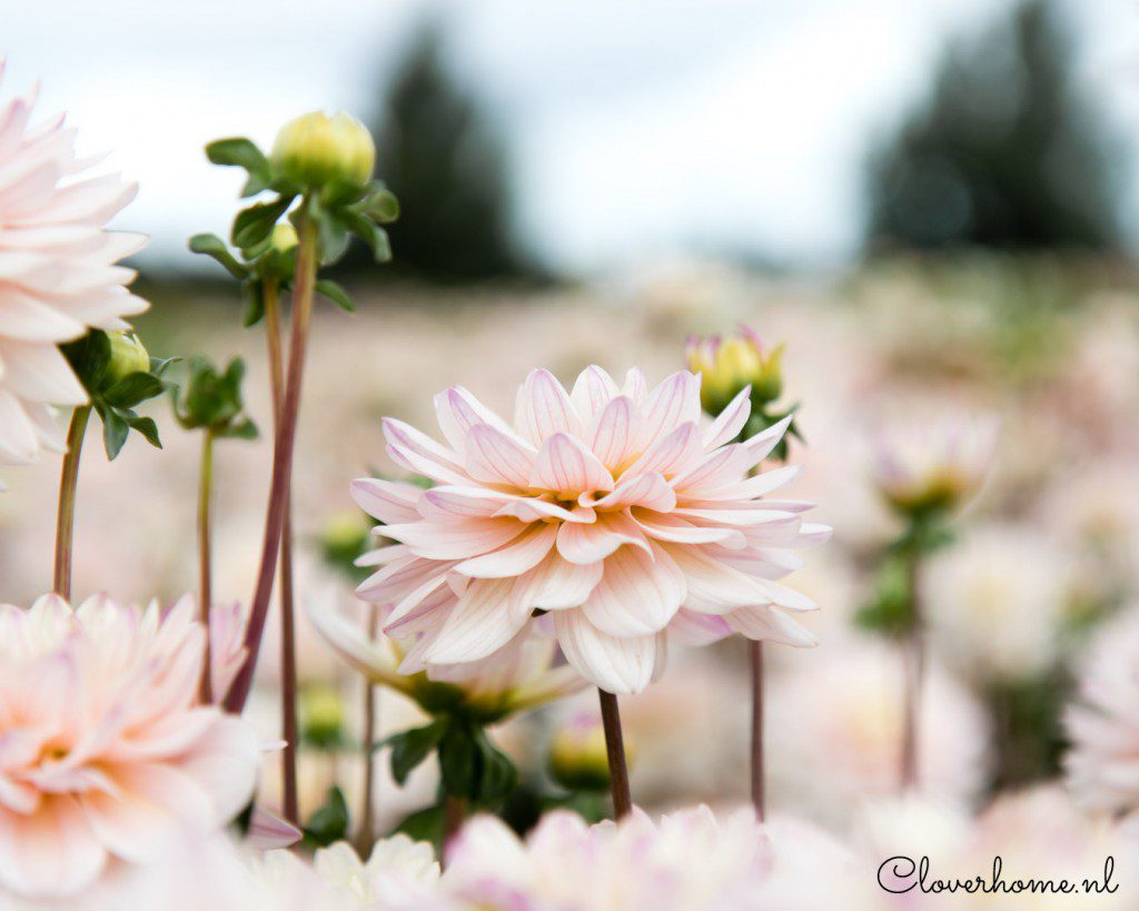 A family flower farm: spreading the love for flowers - Cloverhome.nl