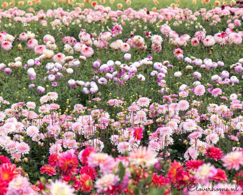 A family flower farm: spreading the love for flowers - Cloverhome.nl