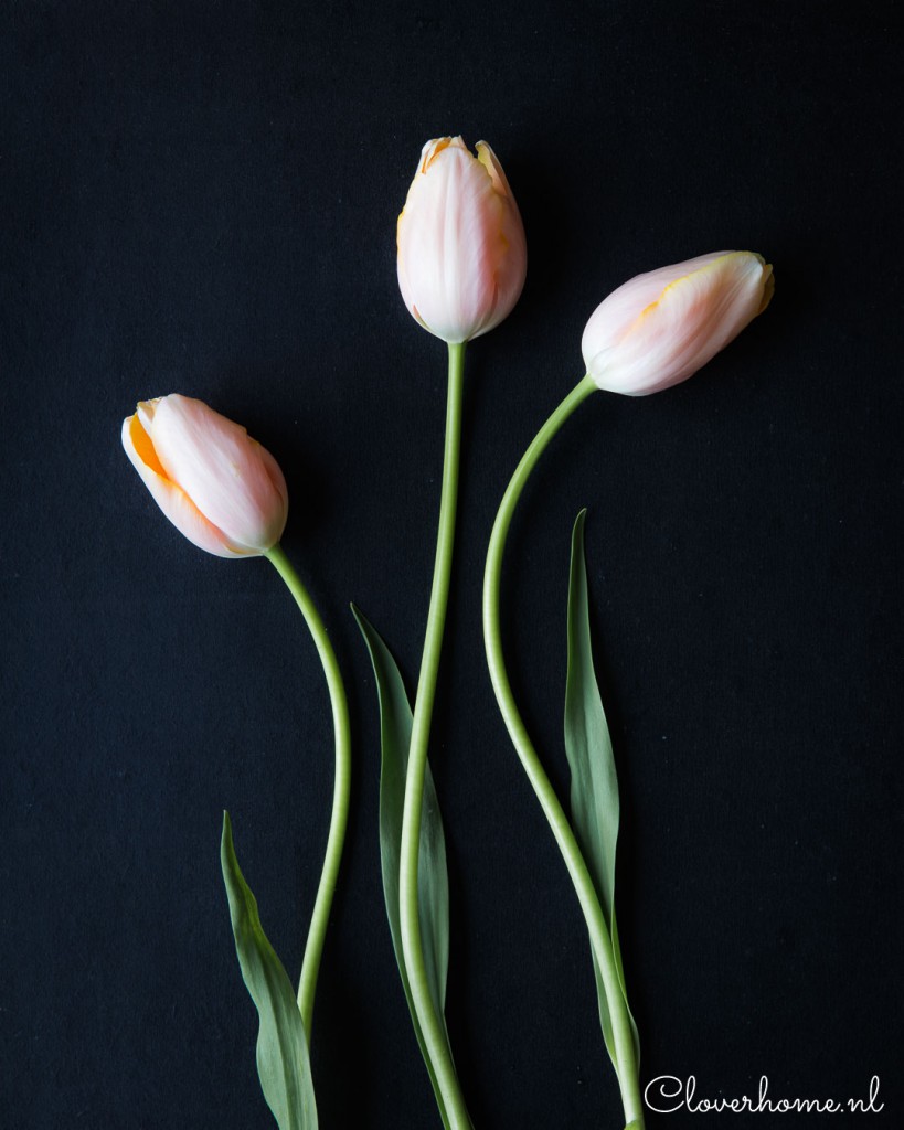 Join me in this blog post where I show you how to make the most of a bunch of tulips and create a simple tulip flower arrangement - Cloverhome.nl