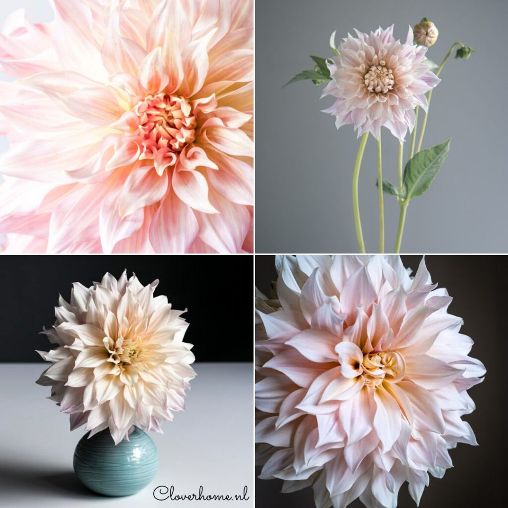 Growing great dahlias without pesticides - Cloverhome.nl