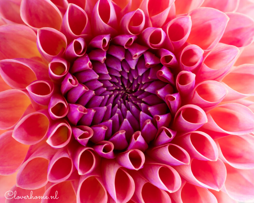 Dahlias are one of the most versatile flowers and now they are more popular than ever. Read more about this new book: The Joy of Dahlias- Cloverhome.nl