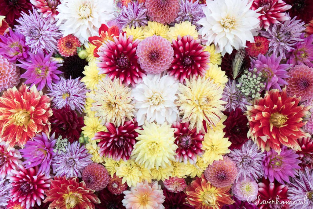 Dahlias are one of the most versatile flowers and now they are more popular than ever. Read more about this new book: The Joy of Dahlias- Cloverhome.nl