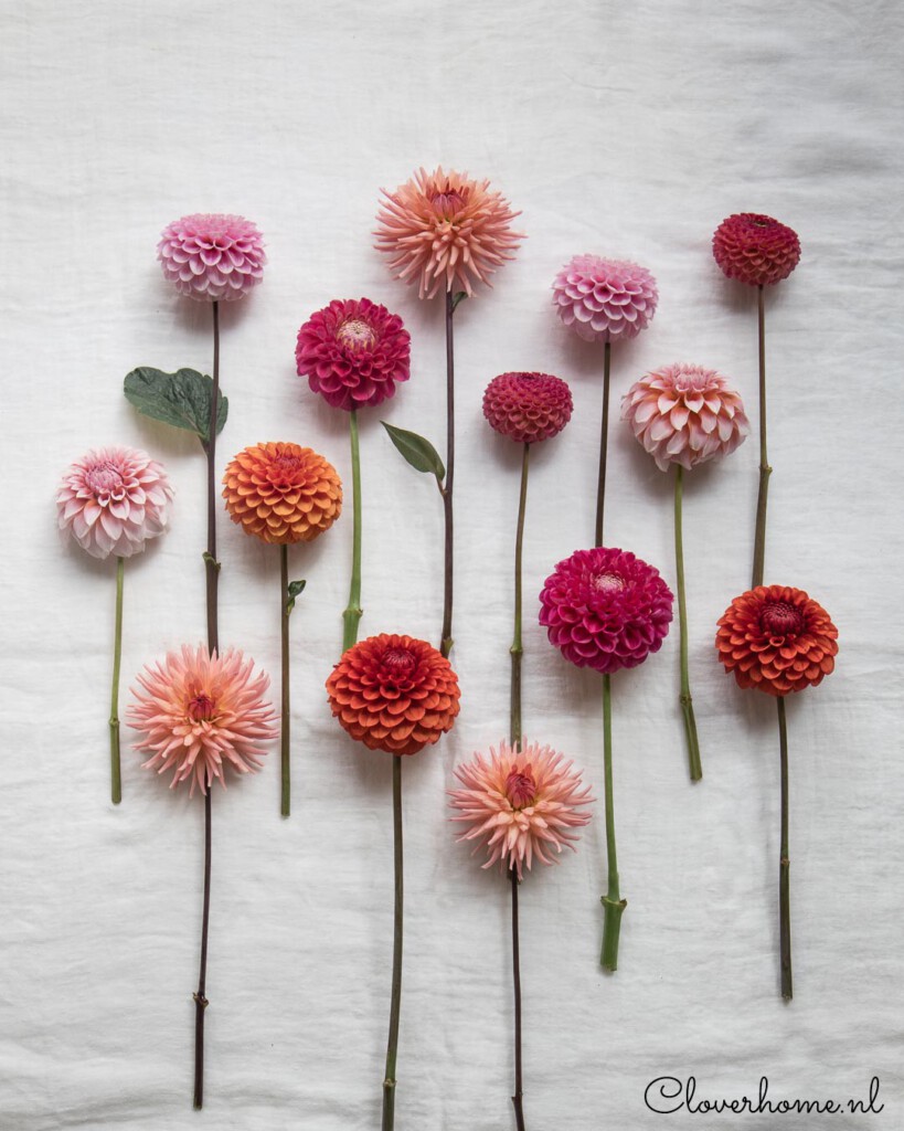 Favourite dahlia varieties that look good in both your garden as well as the vase - Cloverhome.nl