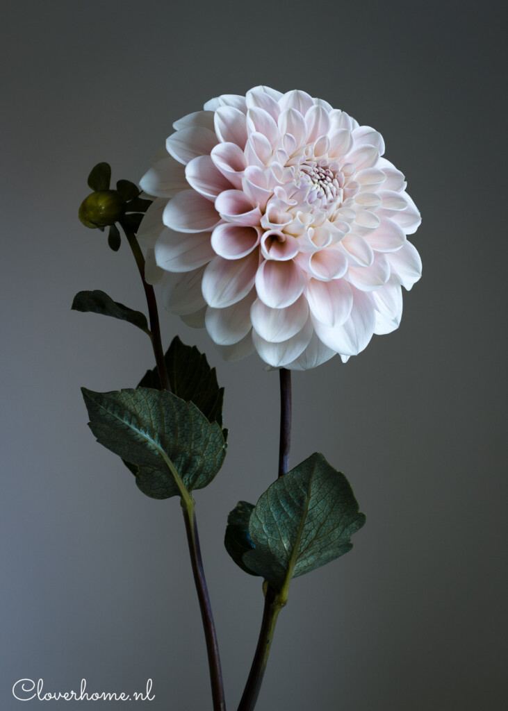 Dahlia Sweet Nathalie is one of the most beautiful varieties I have ever grown. The pale blush blooms on long, strong stems make this a great cut flower - Cloverhome.nl