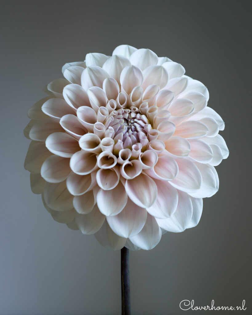Dahlia Sweet Nathalie is one of the most beautiful varieties I have ever grown. The pale blush blooms on long, strong stems make this a great cut flower - Cloverhome.nl