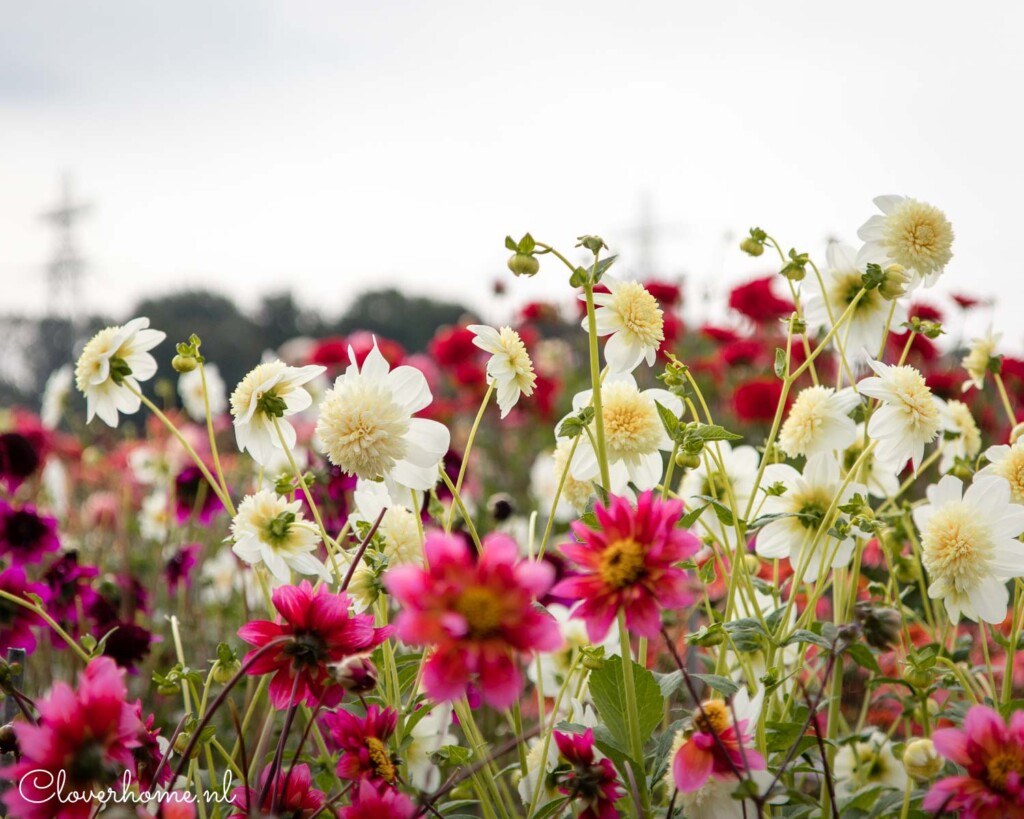 A dahlia show garden is a great way to discover new dahlia varieties. To promote dahlias, hundreds of different varieties are on show - Cloverhome.nl