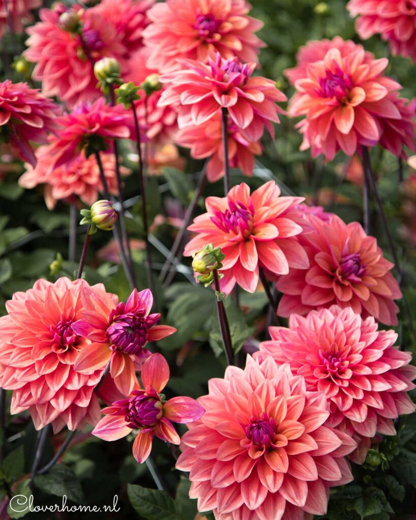 A dahlia show garden is a great way to discover new dahlia varieties. To promote dahlias, hundreds of different varieties are on show: dahlia American Dawn - Cloverhome.nl