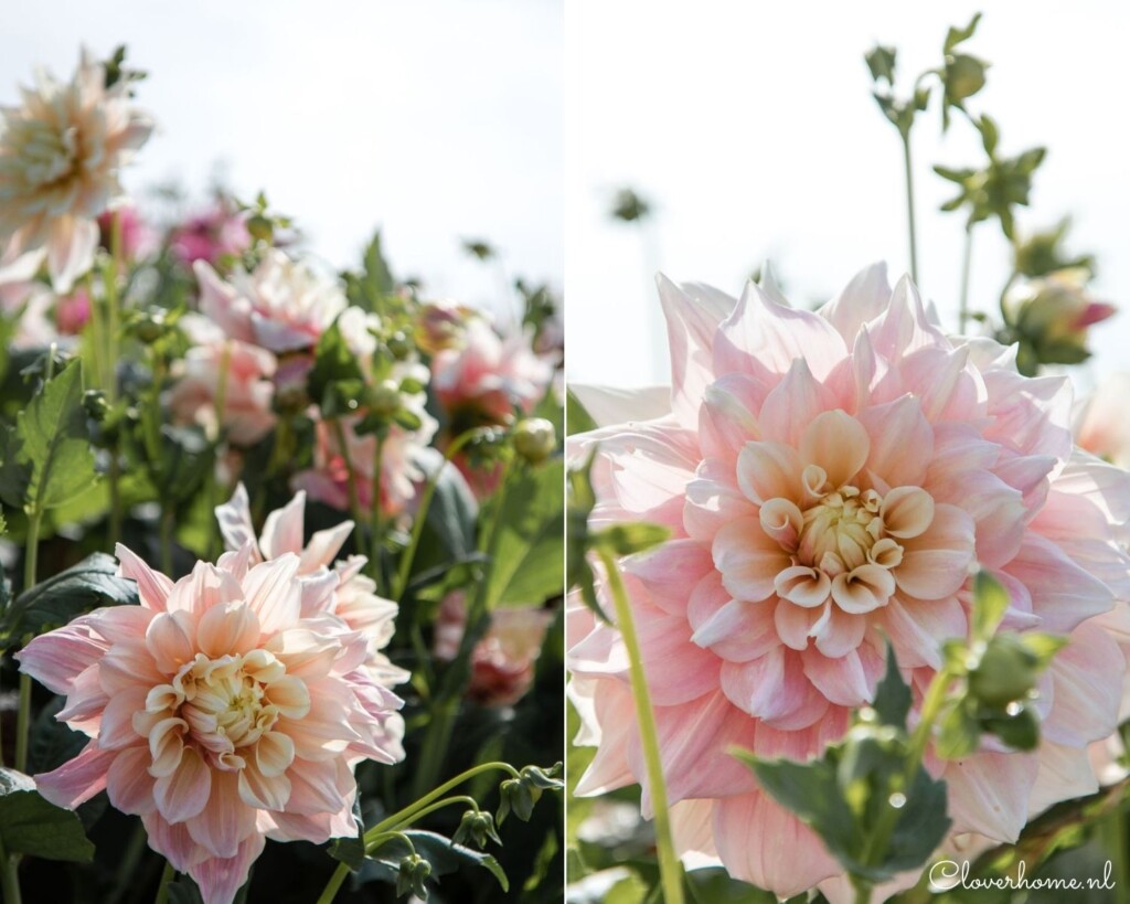 A dahlia show garden is a great way to discover new dahlia varieties. To promote dahlias, hundreds of different varieties are on show: dahlia Break Out - Cloverhome.nl