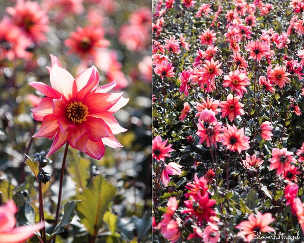 A dahlia show garden is a great way to discover new dahlia varieties. To promote dahlias, hundreds of different varieties are on show: dahlia Waltzing Mathilda - Cloverhome.nl