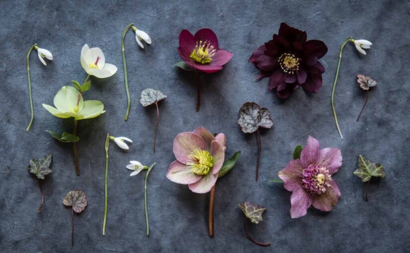 Hellebores for the garden and the vase