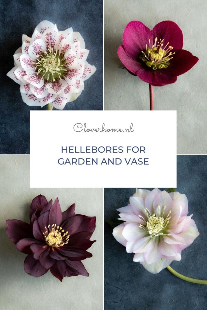 Hellebores are easy to grow and are one of the few plants to bloom in winter. They are a favourite, both for the garden and the vase - Cloverhome.nl
