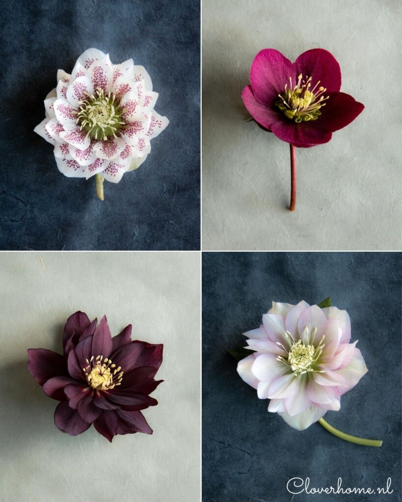 Hellebores are easy to grow and are one of the few plants to bloom in winter. They are a favourite, both for the garden and the vase - Cloverhome.nl